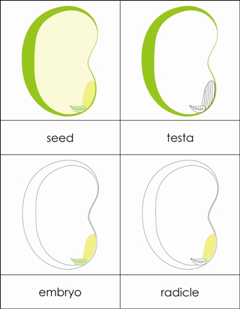 parts of a seed parts of a seed