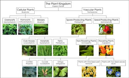plant kingdom chart