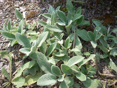 lambs_ear1 lambs_ear1