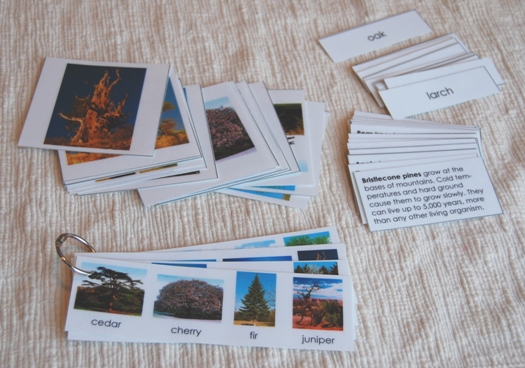 tree_cards1 tree_cards1